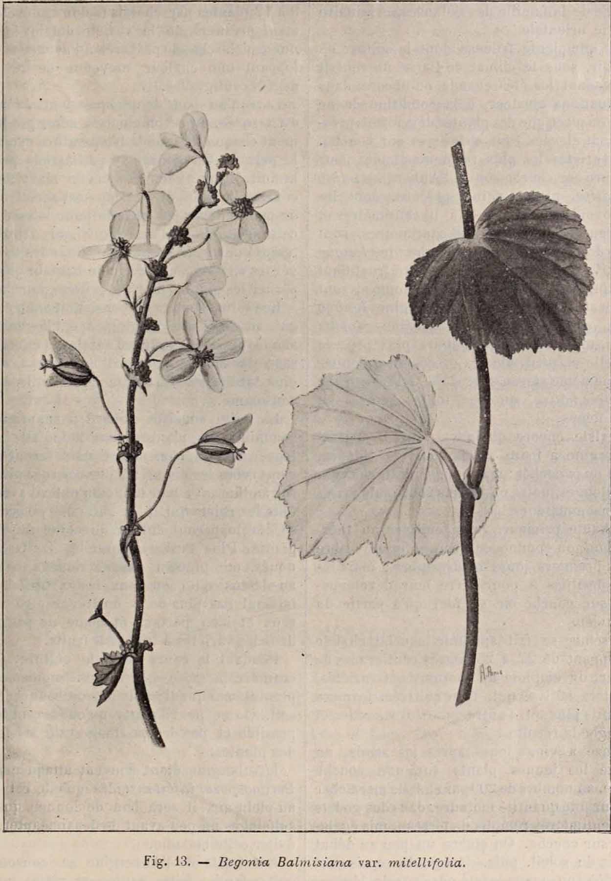 B. balmisiana var. mitellifolia